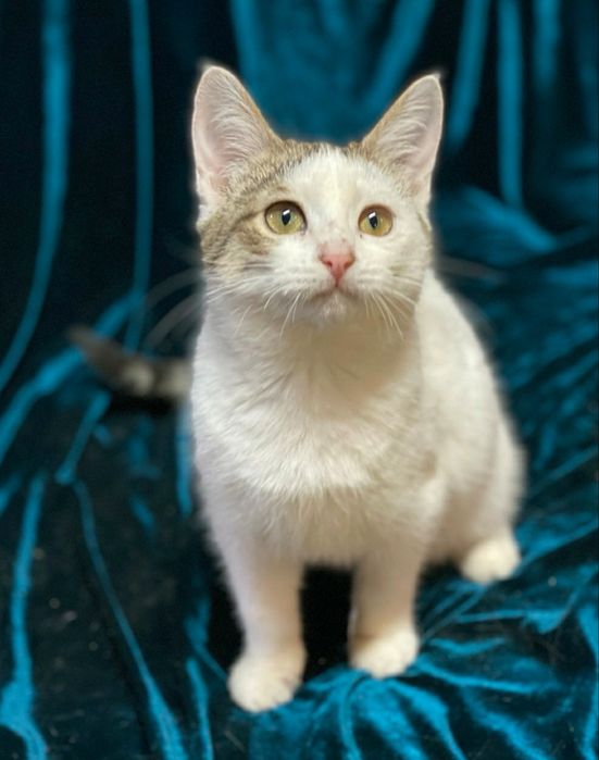 Отдам даром в добрые руки полосато-белую кошечку