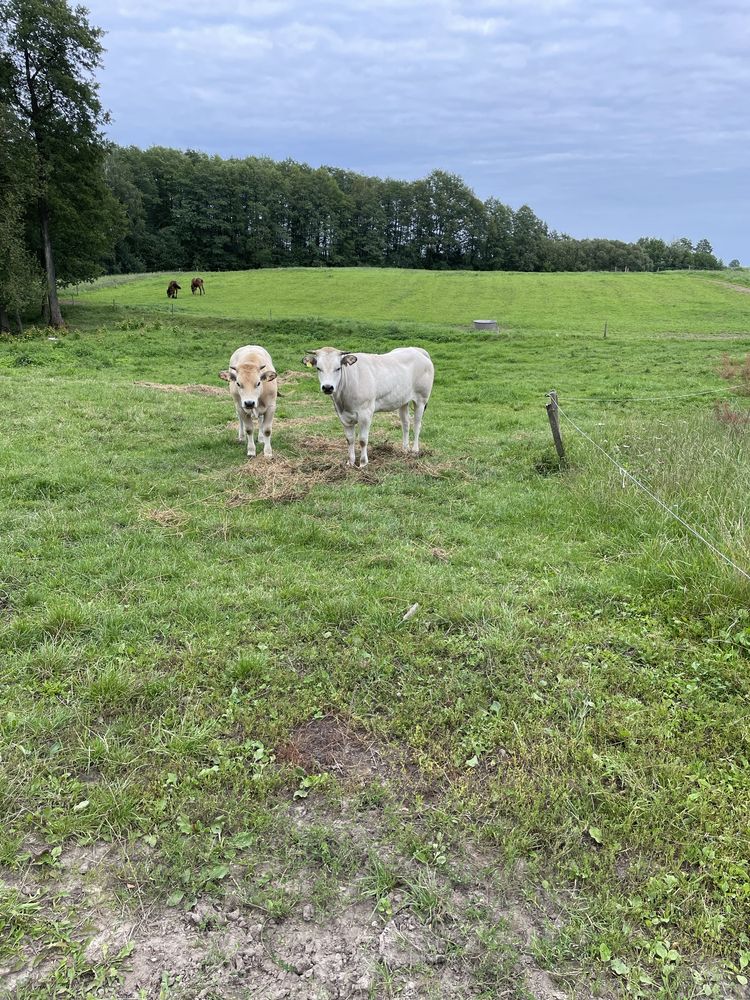 Jałówki bydlo piemontese hereford
