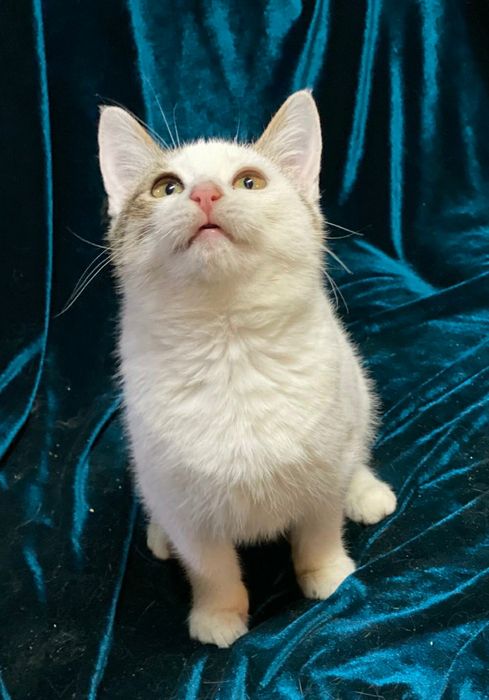 Отдам даром в добрые руки полосато-белую кошечку