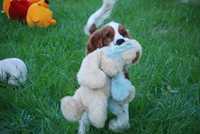 springer spaniel walijski 4 miesiące