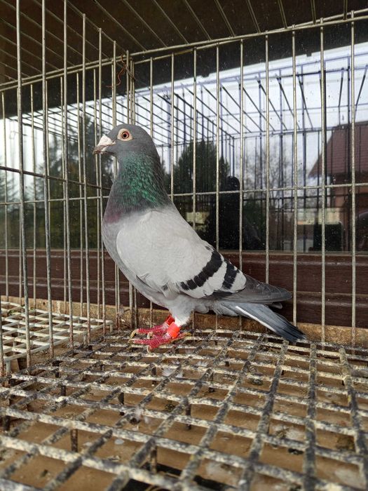 Gołębie pocztowe org.Kosut
