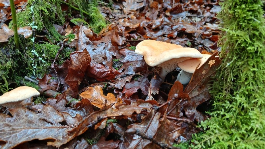 Cogumelos silvestres