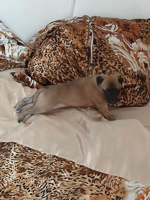 Chart Angielski Whippet śliczna suczka