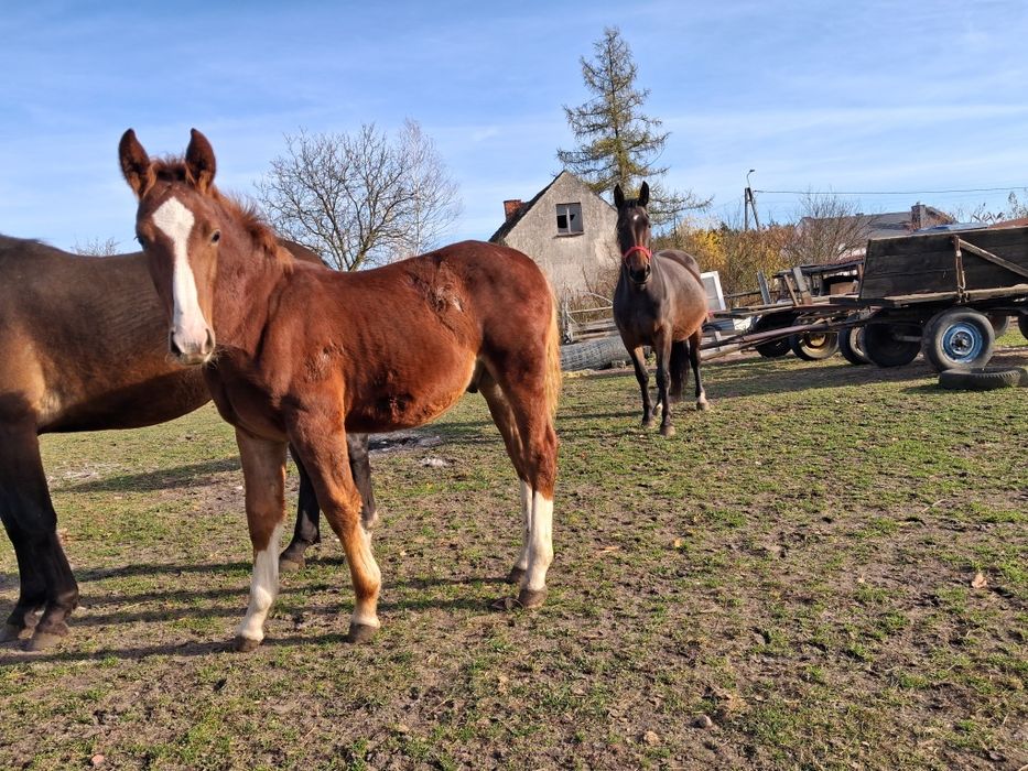 Sprzedam Ogierka Śląskiego