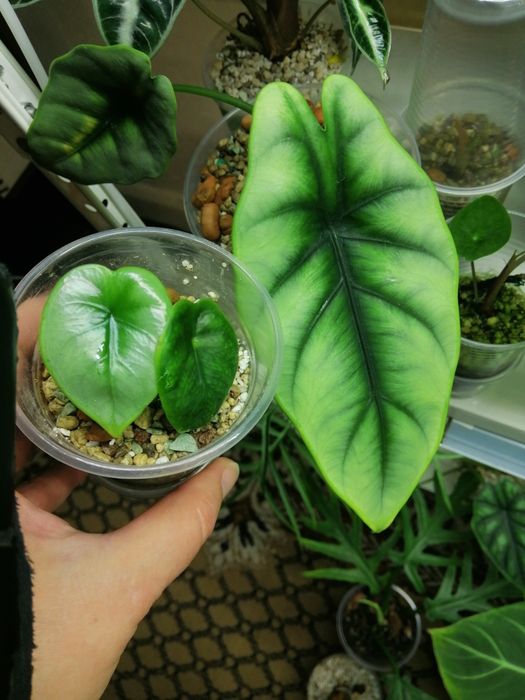 Алоказия много сортов.