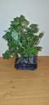 Drzewko Bonsai sztuczne