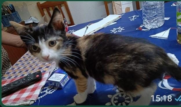 Gatinhas para dar