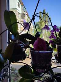 Орхидеи, фаленопсис, мильтония
