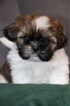 Piękny piesek shih tzu! Gen BLUE!