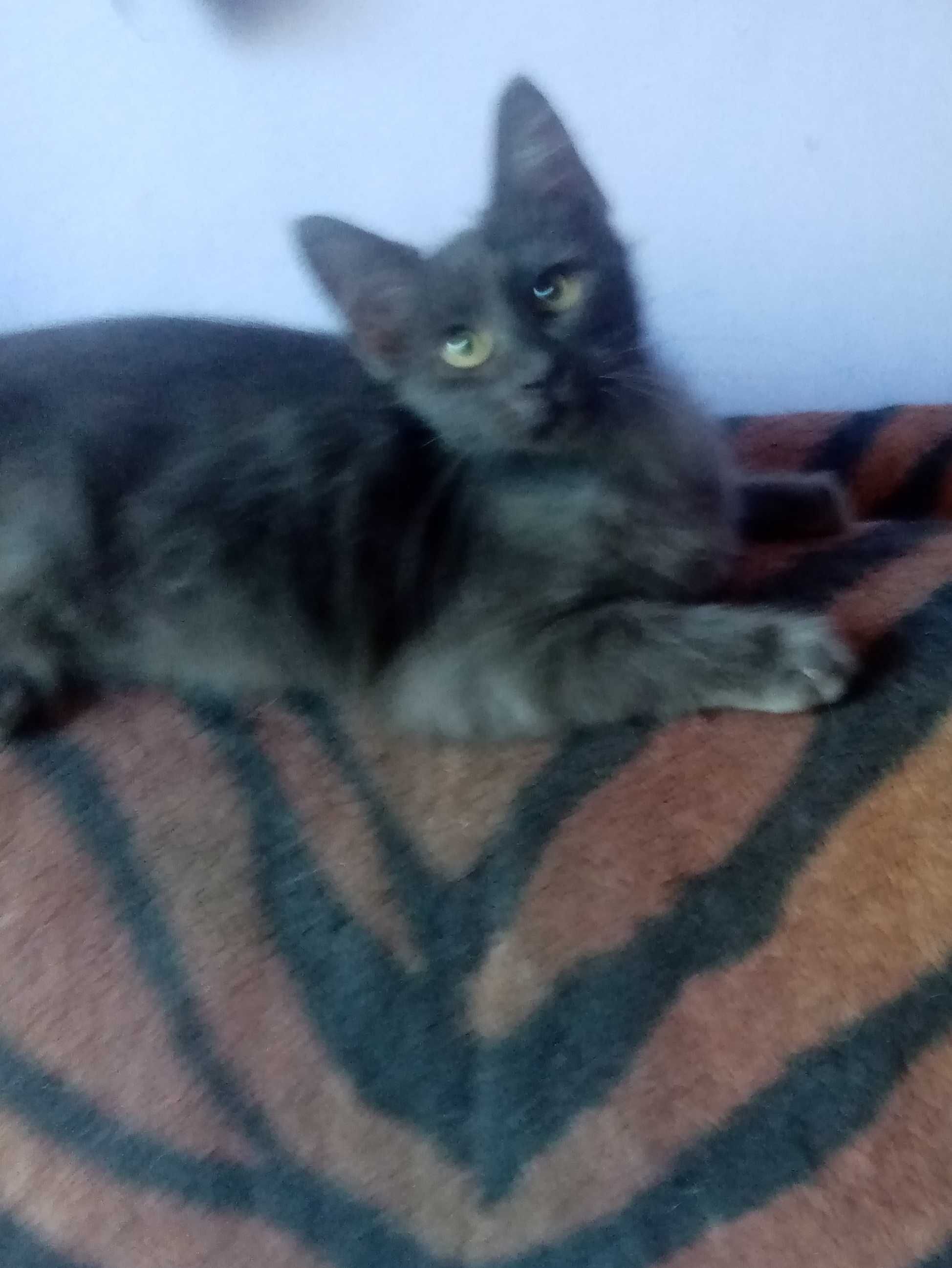 Котята бесплатно Харьков