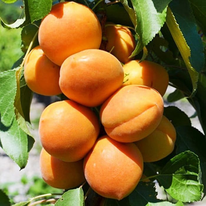 Саджанці колоноподібного абрикосу Роздріб-ОПТ/Саженцы абрикоса Оптом