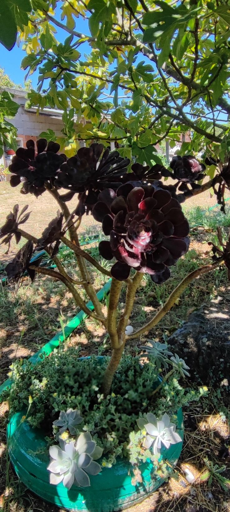 Planta Suculenta