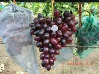 Корнесобственные саженцы винограда