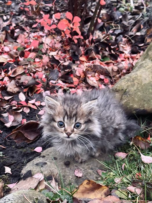 Кошенята в добрі руки