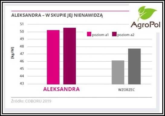 Jęczmień Ozimy ALEKSANDRA - rekordowy Plon Nasiona IGP Dalgety