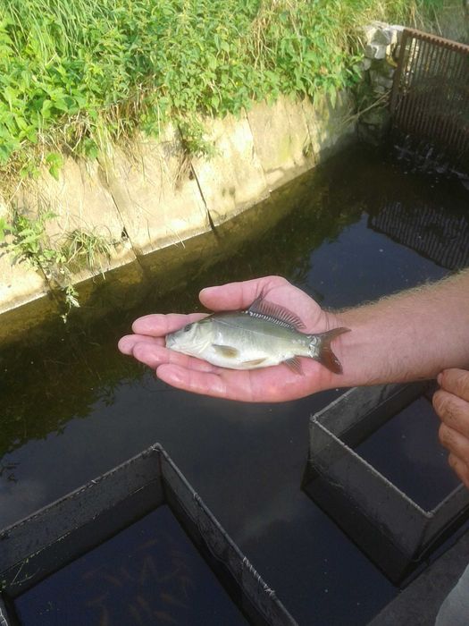 Karp narybek do stawu i oczka wodnego