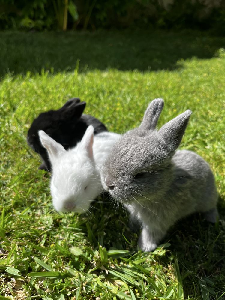 Criador coelhos MiniLop (orelhudos)