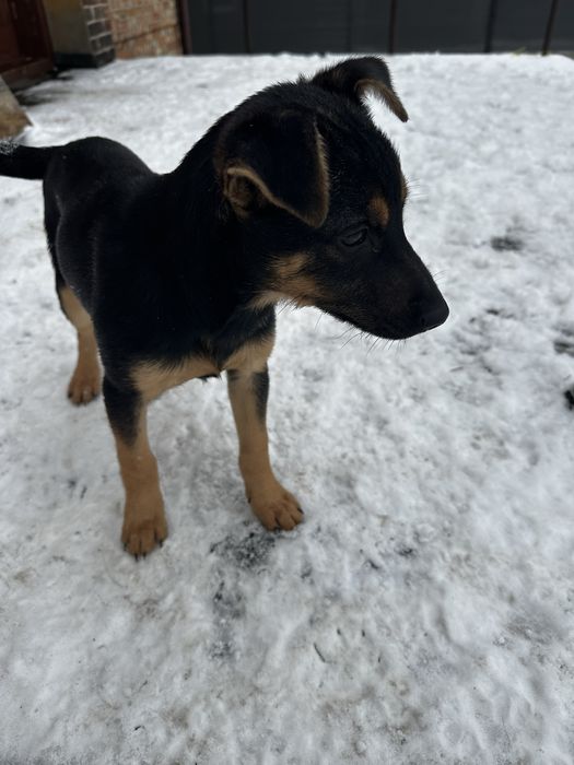 Oddam przytulne psiaki