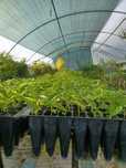 Plantas de maracuja roxo para plantação comercial.