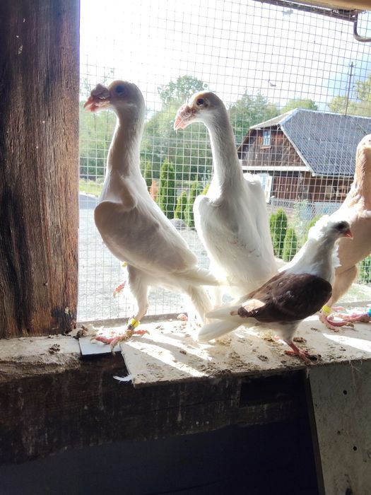 Sprzedam Gołębie Kariery