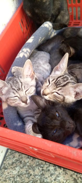 Gatinhos para adoção