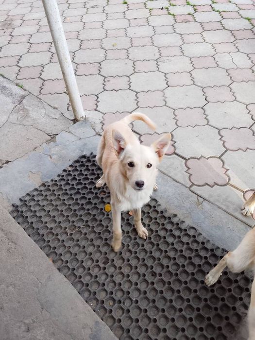 Віддам у добрі руки 2 маленьких песиків!

Віддаю двох чарівних дівчато