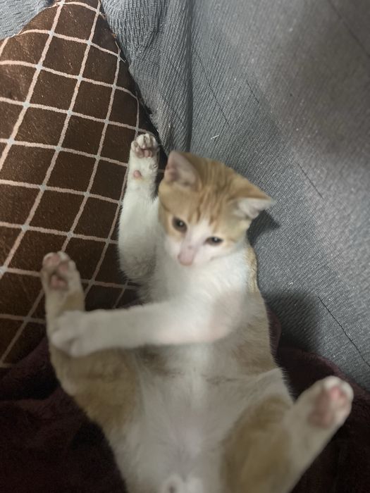Furico - gatinho filhote pra adoção com urgência