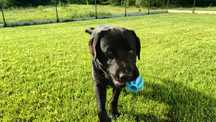Oddam psa rasy labrador