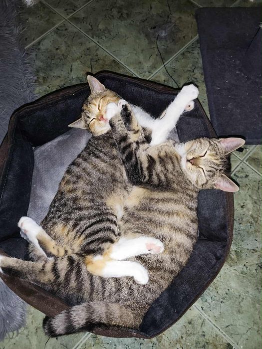 Cicia, maleńka kotka potrzebuje domu