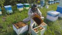 Вулики б/в, рамки бджільничі