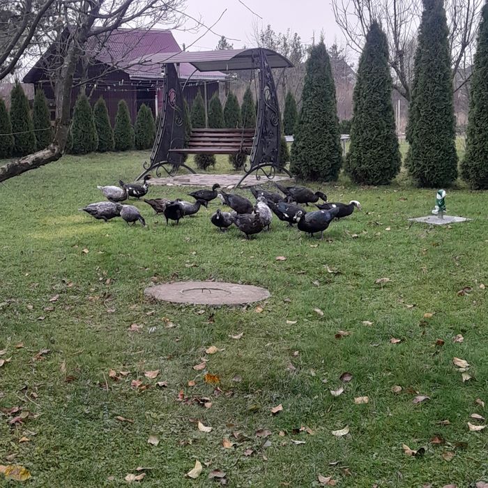 продам качки шипуни