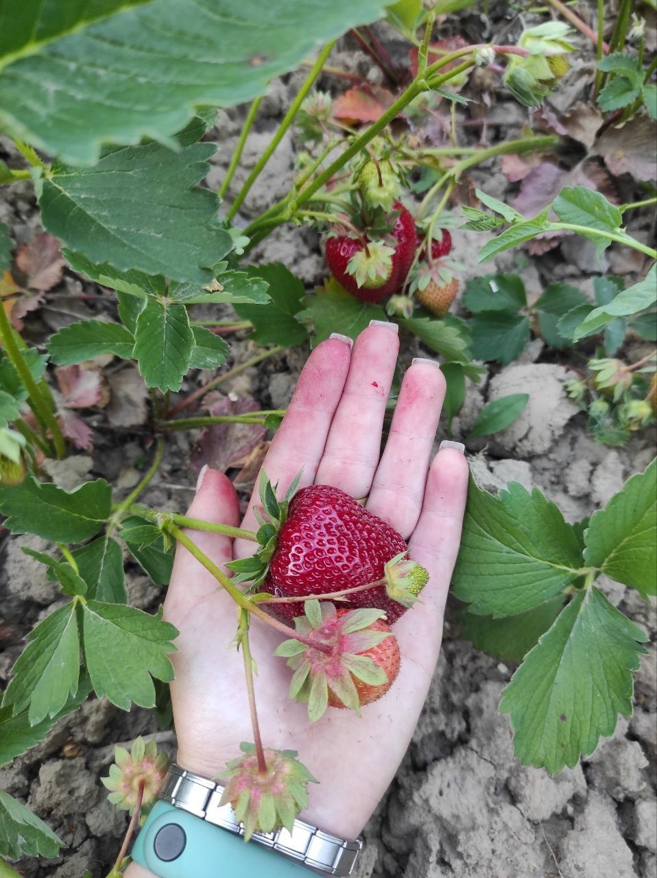 Продам розсаду ягід сорт "Мермелада"