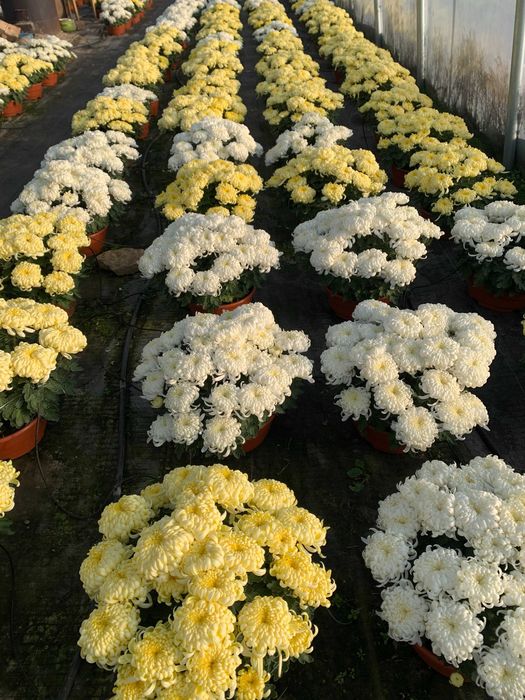 chryzantemy grubokwiatowe