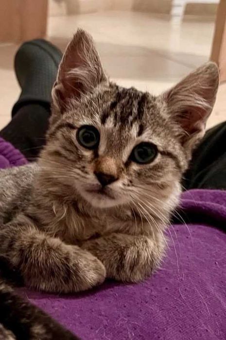 4 gatinhos - adopção responsável