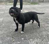 Staffordshire Bull Terrier- Staffik