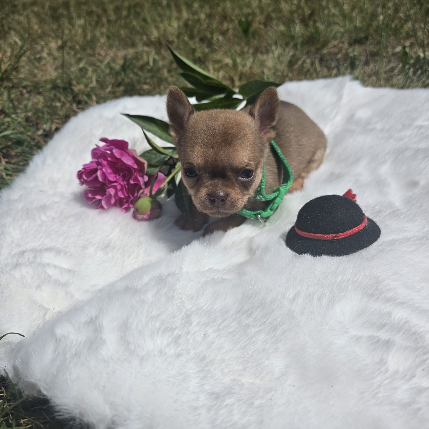 Chihuahua samiec 2
