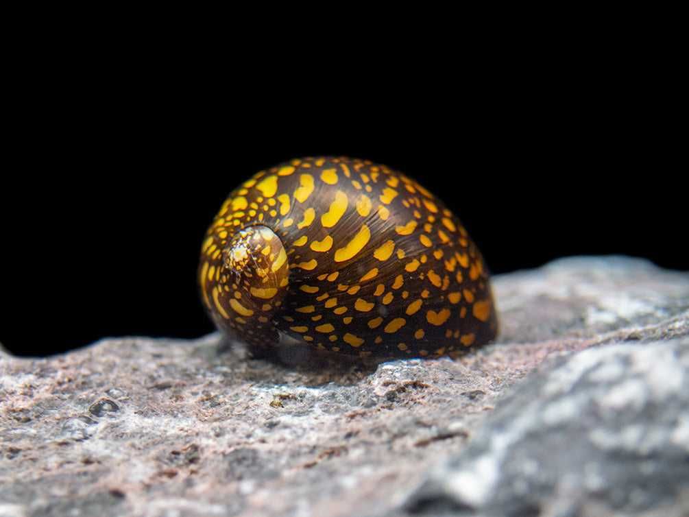 Ślimak Neritina TIGER - Neritina variegata - dowóz, wysyłka