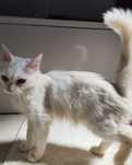 Gatinha branca e peluda para adopção