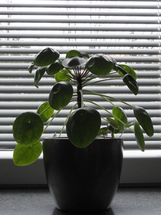 grubosz hobbit pilea - pieniążek kwiat doniczkowy sukulent kaktus