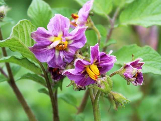 Batata TIGRE ROSA, deliciosa para comêr