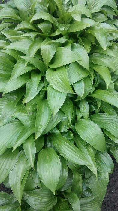 Хоста хоста хоста