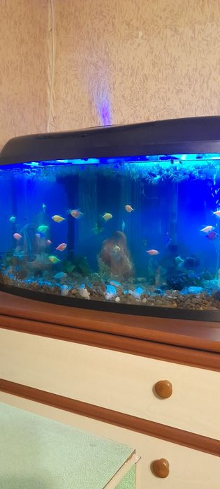 Аквариум с рыбками
