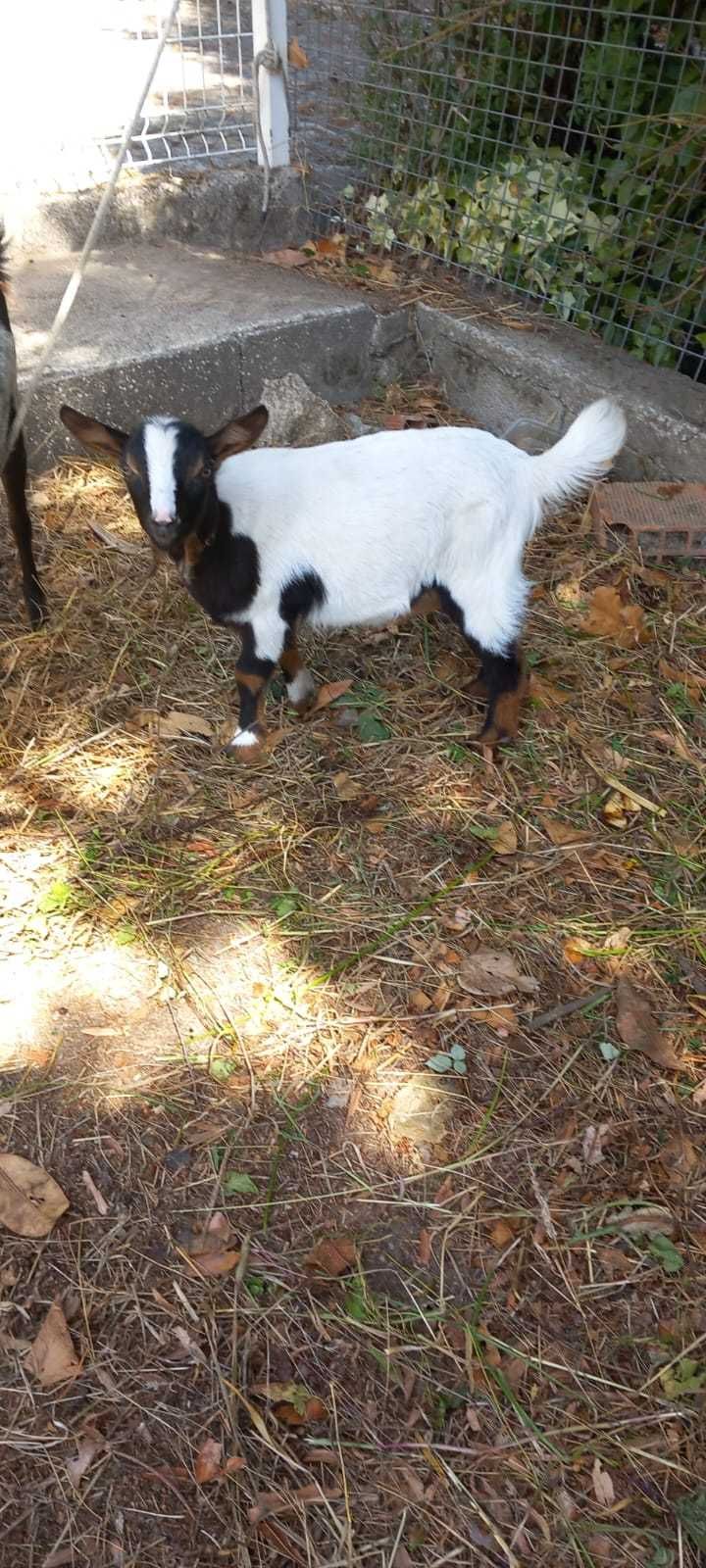 Vendo Cabra bode e cabrito com dois mêses