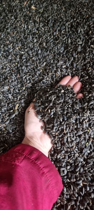 Słonecznik 15 kg, karma dla ptaków, słonecznik oleisty