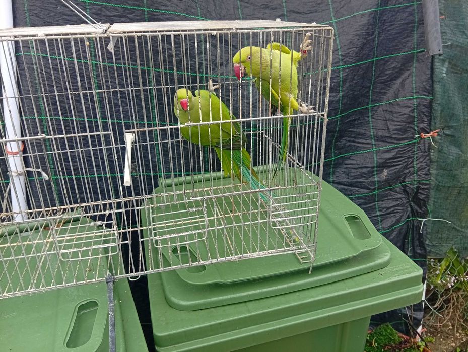 Ring necks barrabands kakariquis e red rumped