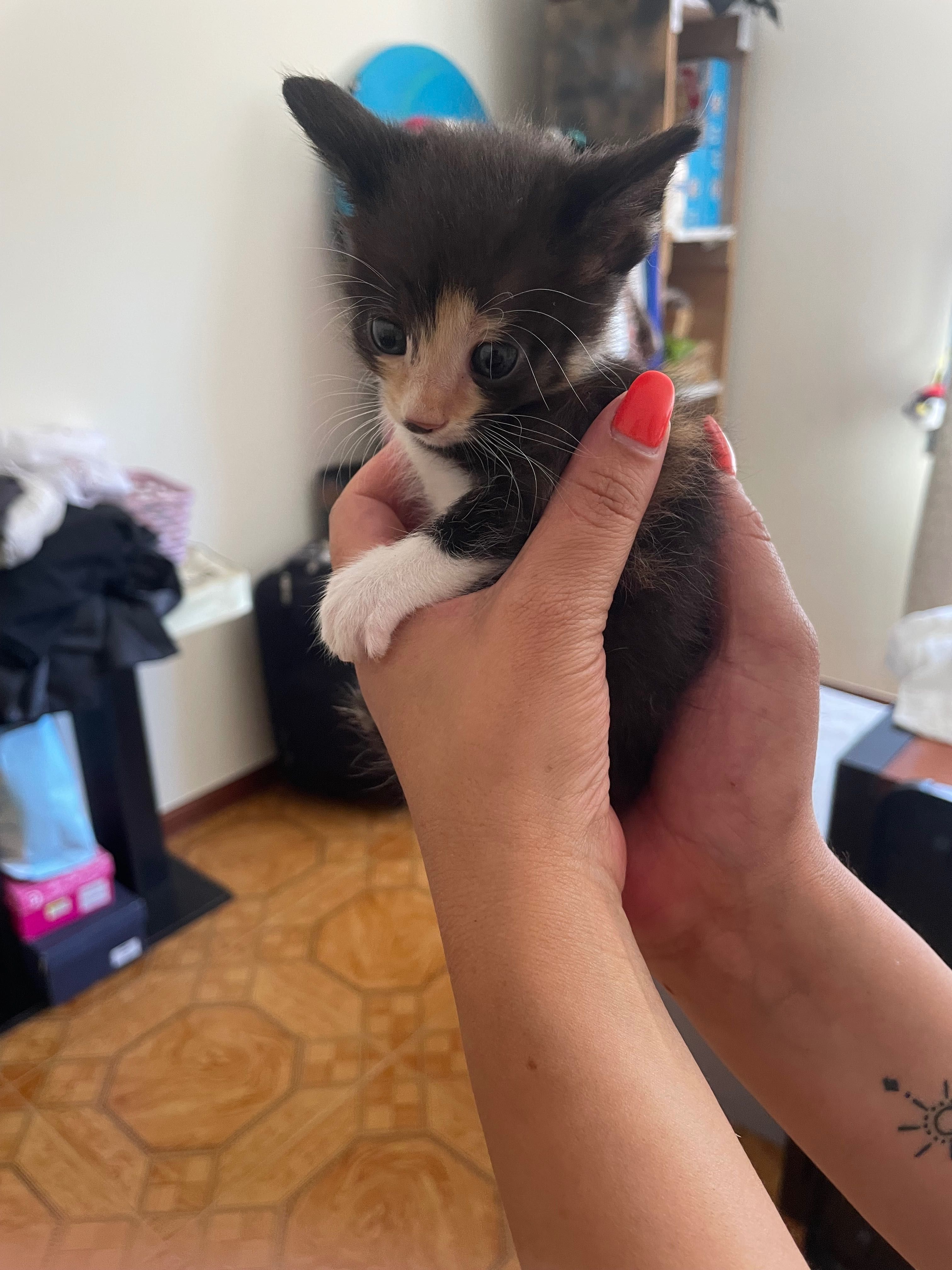 Gatos bebés para adoção urgente
