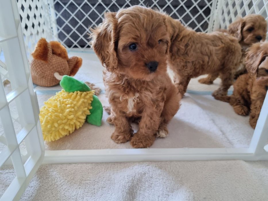 Pudel & cavalier cavapoo piesek
