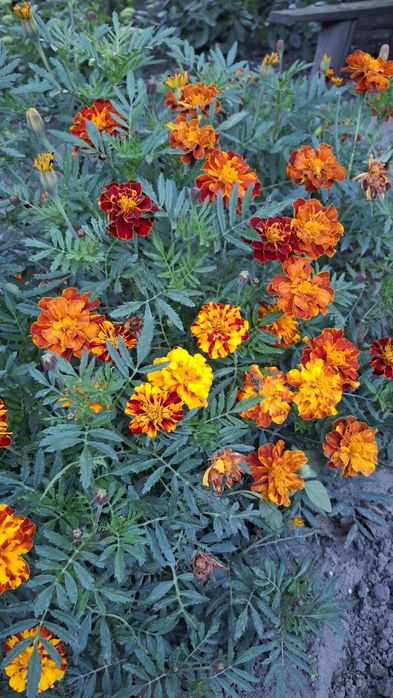 Сушені квіти чорнобривців, бархатцы, чорнобривці