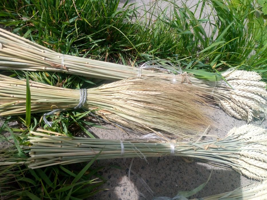 Колоски пшениці, букет пшениці, ячмінь