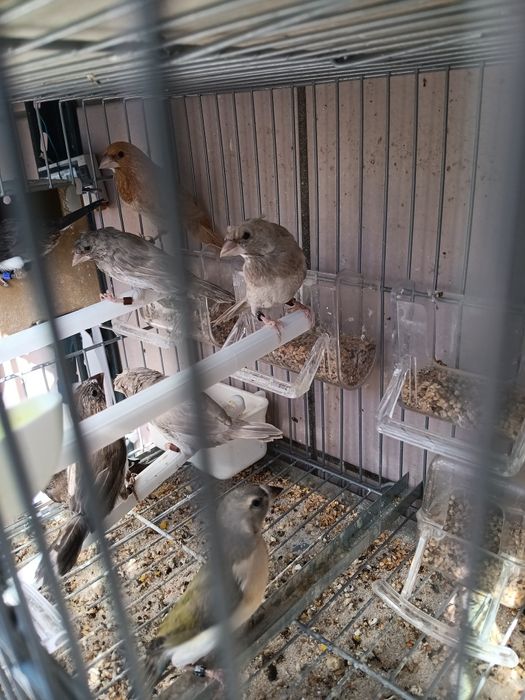 Bengalins 12 unidades